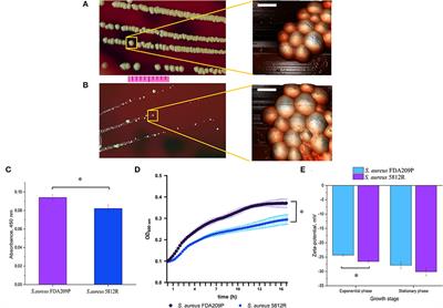 Staphylococcus aureus is able to generate resistance to novel lipoglycopeptide antibiotic gausemycin A